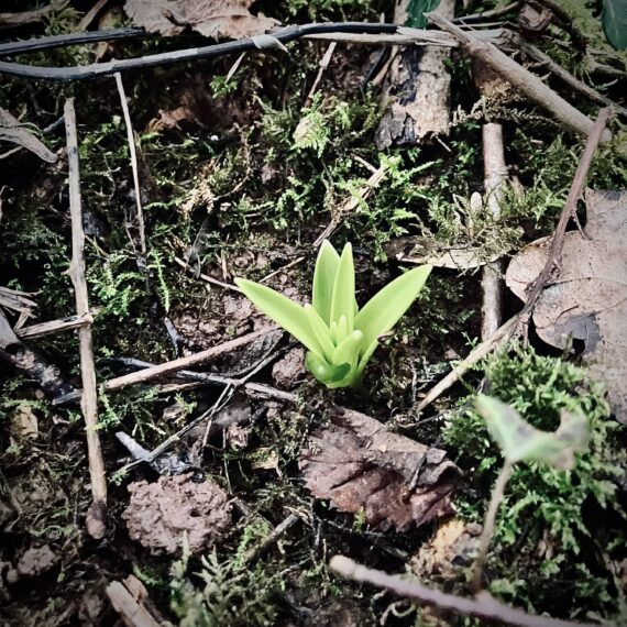 Bluebell preparing to spring into life